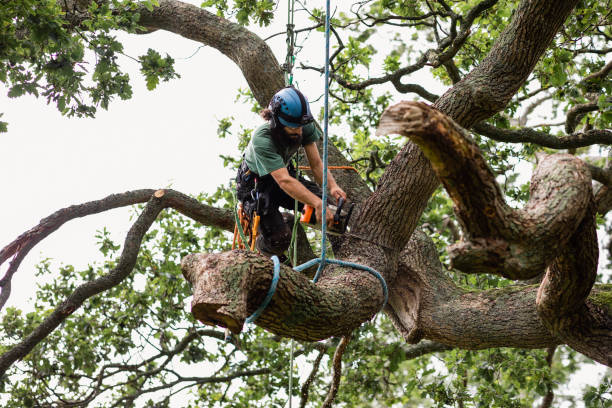 Landscape Design and Installation in Daingerfield, TX