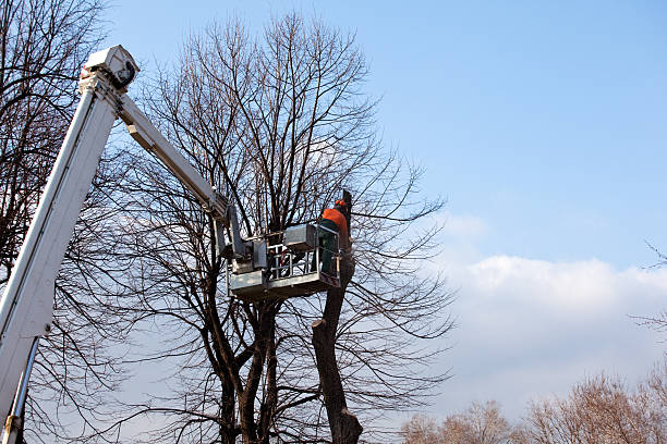 Reliable Daingerfield, TX Tree Removal Services Solutions